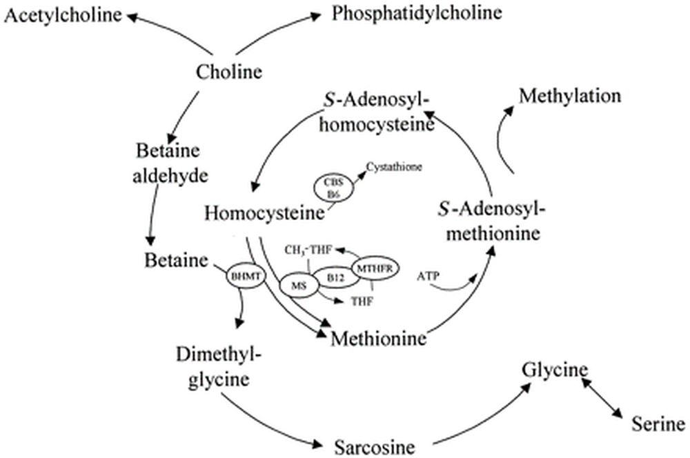 Trimethylglycin (TMG) | Wirkung & Vorteile | Energetica Natura